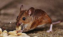 24 Hour & Emergency Exterminators in Otter Creek, ME